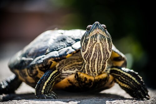 Vom Aussterben bedrohte Schildkröten