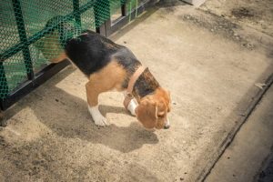 Warum Hunde ausbüchsen