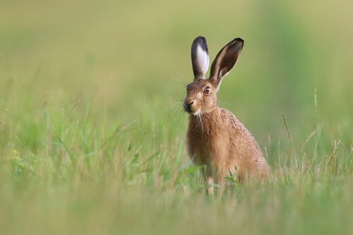 Es gibt viele Gründe, warum der Hase vom Aussterben bedroht ist.