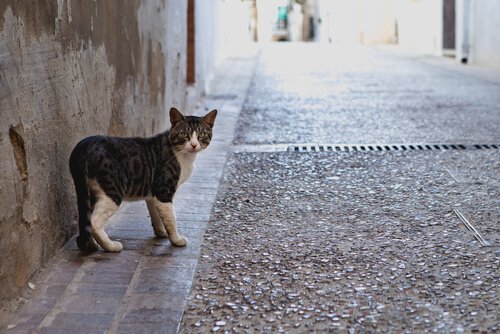 Warum Katzen weggehen und zurückkommen