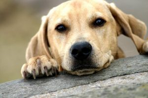 Was solltest du vor der Adoption eines erwachsenen Hundes wissen?