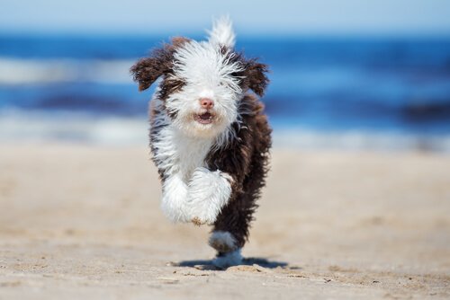 Tipps, um einen Wasserhund zu bürsten
