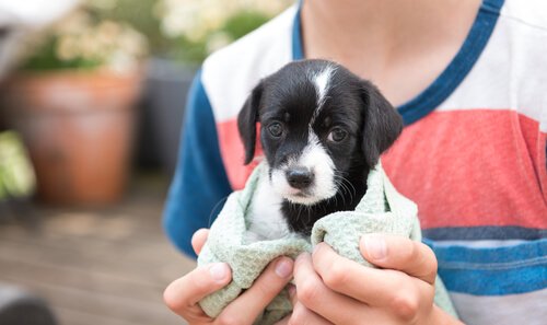 Welpen werden immer noch öfter adoptiert