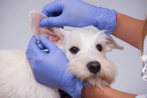 Wann sollte man die Hundeohren reinigen?