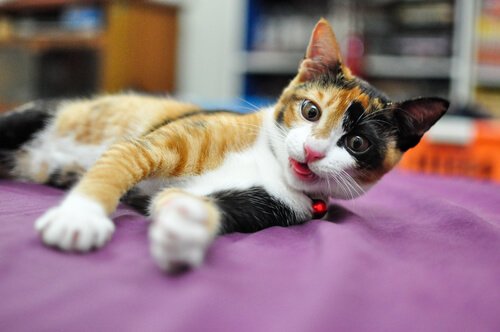 Katze wartet auf Katzenmassage