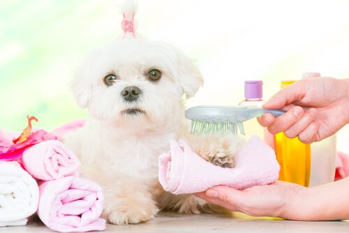 Wie macht man Zahnpasta für Hund eigentlich selbst?