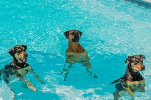 Wie nimmt man Hunden die Angst vor Wasser?