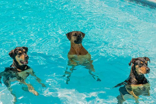 Wie nimmt man Hunden die Angst vor Wasser?