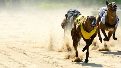 Windhunde im Rennen