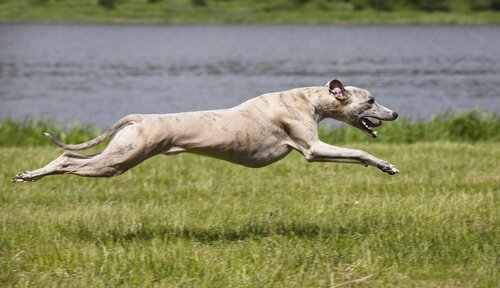 Windhund vergnügt sich