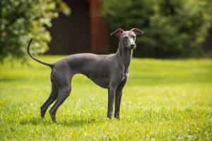 Sieben verschiedene Windhunde