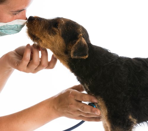 Woran du einen guten Tierarzt erkennst