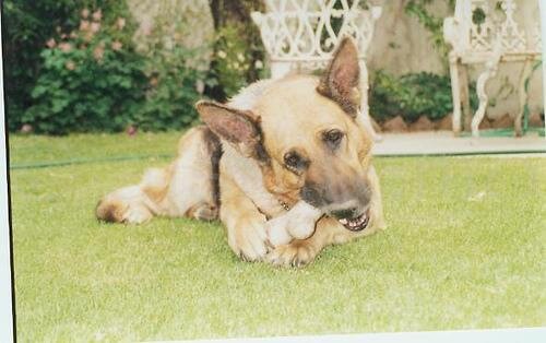 Zahnpflegeknochen für Hunde dürfen nur in Maßen gefüttert werden.
