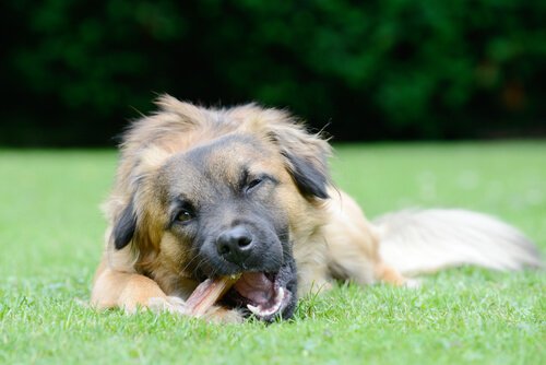 Zahnpflegeknochen für Hunde – So wählst du den richtigen