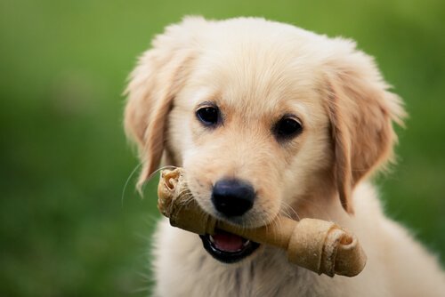 Zahnpflegeknochen für Hunde sollten die richtige Größe haben.