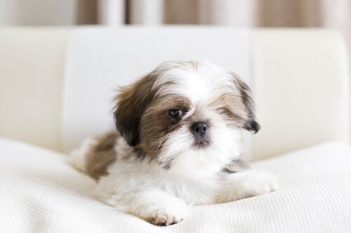 5 ideale Hunde für kleine Wohnungen - Shih Tzu