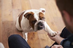 5 ideale Hunde für kleine Wohnungen