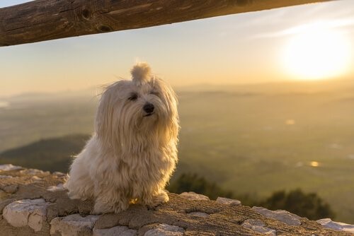 5 ideale Hunde für kleine Wohnungen - Malteser