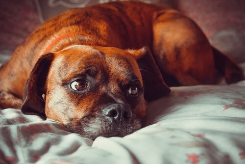 Angst vor Gewitter - Hund im Bett