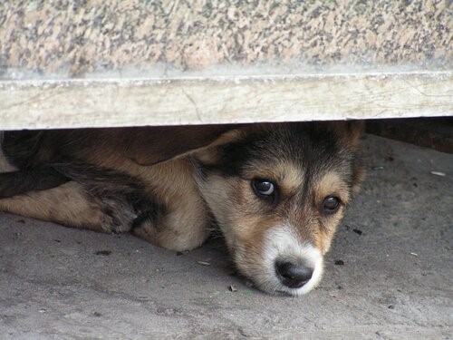 Angst vor Gewitter: Wie kann man einem Hund helfen?