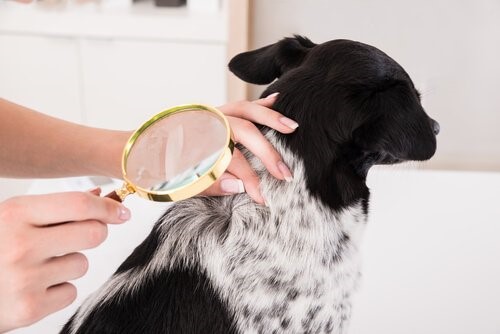 Beulen bei Hunden - Hund wird untersucht