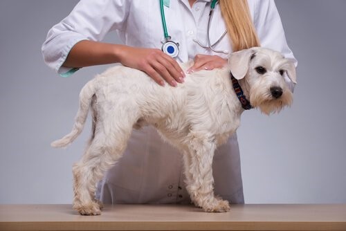 Beulen bei Hunden – welche Ursachen haben sie?