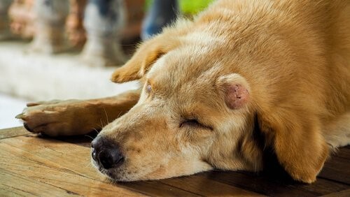 Beulen bei Hunden - schlafender Hund mit Beule am Kopf
