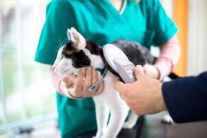 Darmparasiten bei Katzen: Behandlung und Prävention