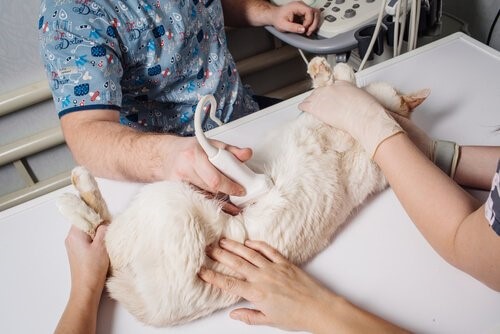 Darmparasiten bei Katzen - Ultraschall
