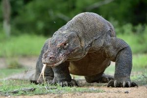 Der Komodowaran: lerne das “Monster” kennen