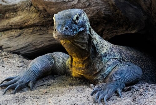 Der Komodowaran - junger Komodowaran