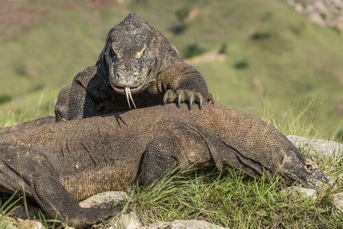 Der Komodowaran - zwei Komodowarane