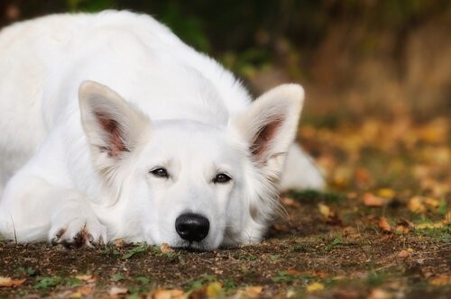Der Weiße Schweizer Schäferhund - Liegend