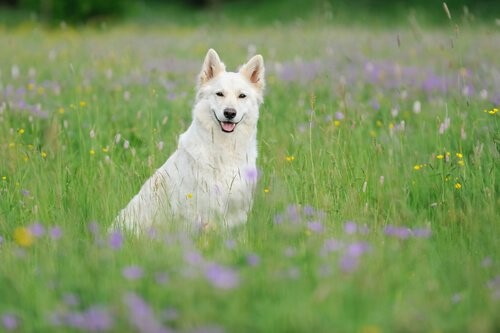 Der Weiße Schweizer Schäferhund: schön und intelligent