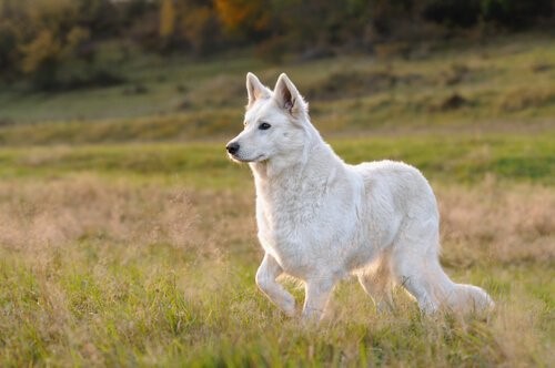 Der Weiße Schweizer Schäferhund - intelligent