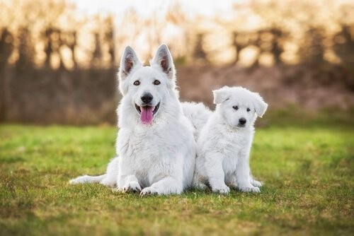 Der Weße Schweizer Schäferhund - mit Welpe