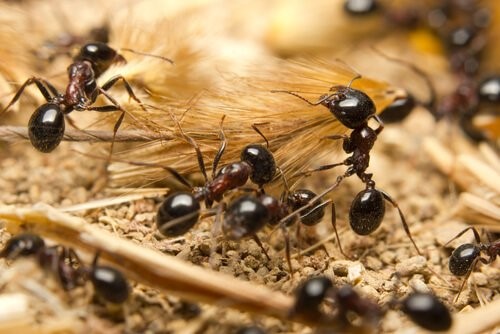 Die Tiere mit der kürzesten Lebenserwartung - Ameise