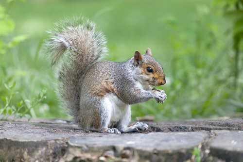 Die Tiere mit der kürzesten Lebenserwartung - Eichhörnchen