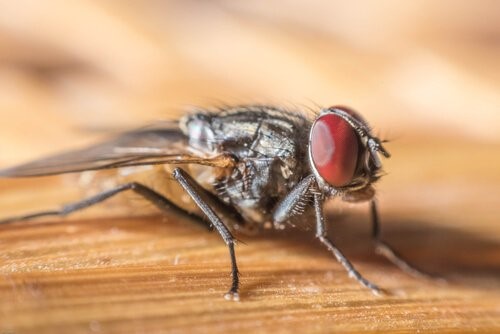 Die Tiere mit der kürzesten Lebenserwartung - Fliege