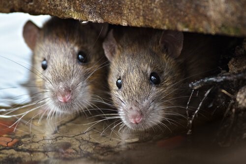 Die Tiere mit der kürzesten Lebenserwartung - Maus