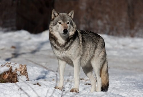 Die Tiere mit der kürzesten Lebenserwartung - Wolf