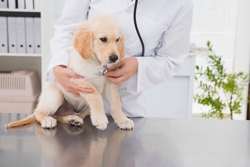 Tierarzt kennenlernen