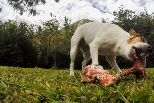 Diät für Hunde - Hund frisst Knochen