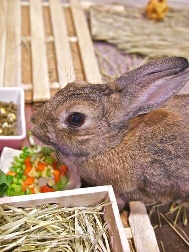 Ein Hase als Haustier - Hase beim Essen