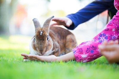 Ein Hase als Haustier - Hase mit Kindern