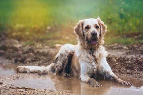 Wie man den lästigen Geruch nach nassem Hund vermeidet