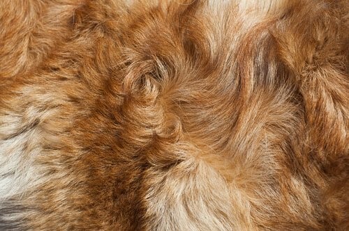 Geruch nach nassem Hund - Hundefell
