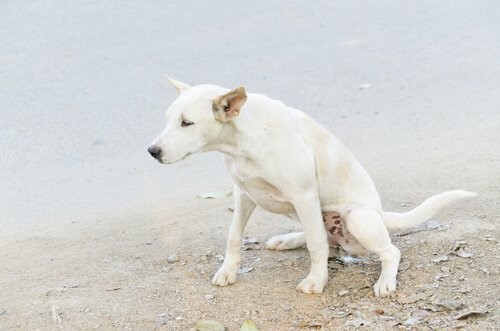Harninkontinenz bei Hunden - Hund uriniert draussen