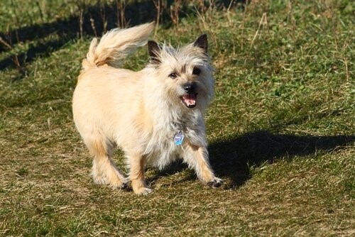 Hunderassen der schottischen Highlands - Cairn Terrier