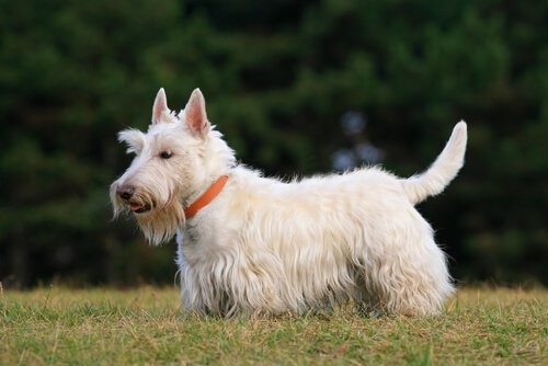 Hunderassen der schottischen Highlands - Scottish Terrier